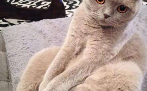 折耳猫什么时候发病（折耳猫发病症状与缓解方法）