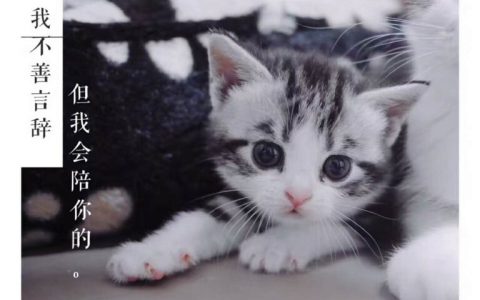 猫一岁相当于人的几岁（猫咪与人年龄对照表）