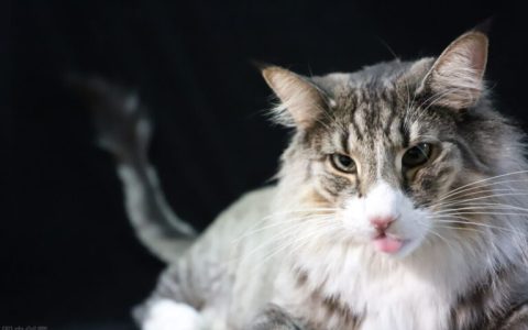 猫一吃就吐怎么回事（猫吃东西吐的原因与解决方法）