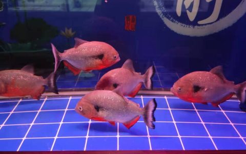 水黄