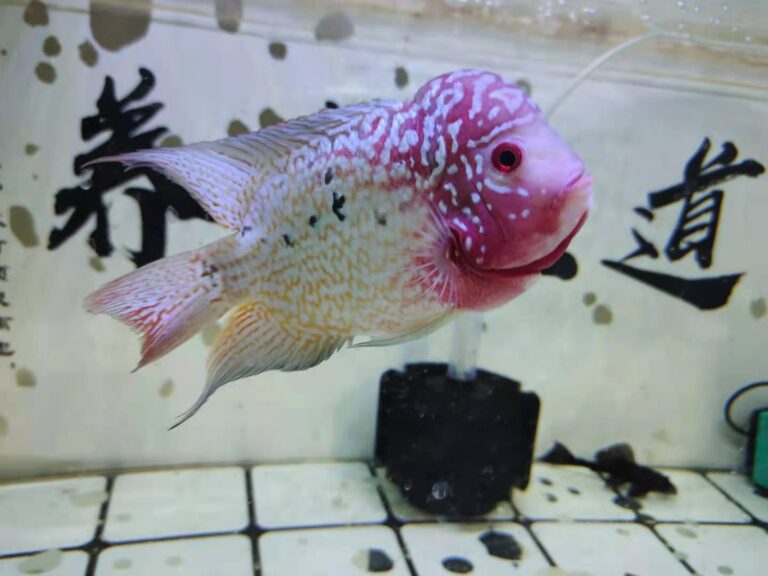 鱼缸水黄与投喂量有关系吗,是不是喂食频繁水色就会发黄?
