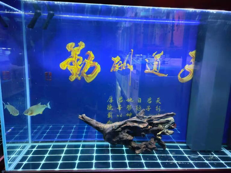 鱼缸水黄与投喂量有关系吗,是不是喂食频繁水色就会发黄?