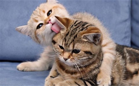 新手养公猫好还是母猫好（母猫爱干净还是公猫爱干净）