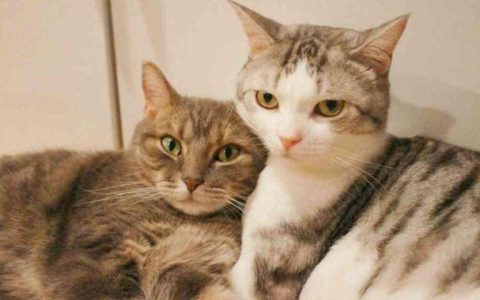 猫咪一年发多少次情（猫咪发情处理办法）