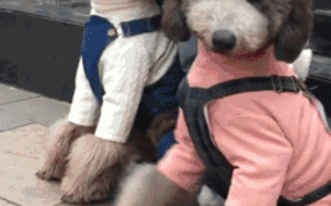 一般的泰迪犬多少钱一只（泰迪犬选购技巧与价格区间）