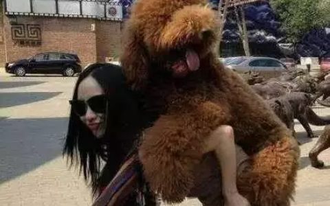 明星们都养什么狗（盘点娱乐圈狗狗品种与名称）