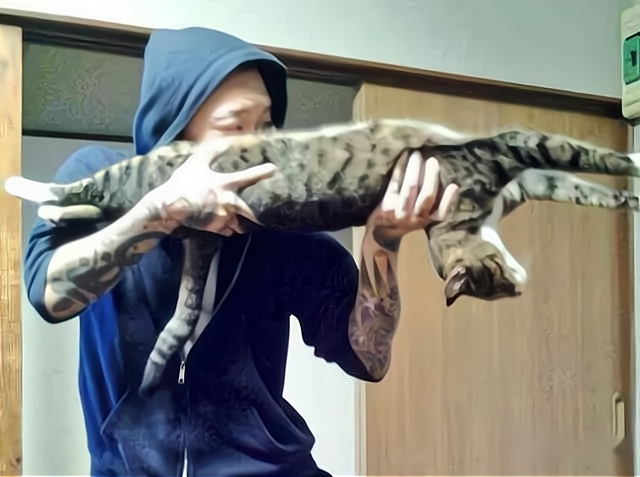 经常打骂猫咪会怎样（打骂猫咪会让猫变胆小还可能会攻击你）