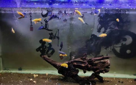 鱼缸死鱼要不要换水（鱼缸死鱼的处理方法）