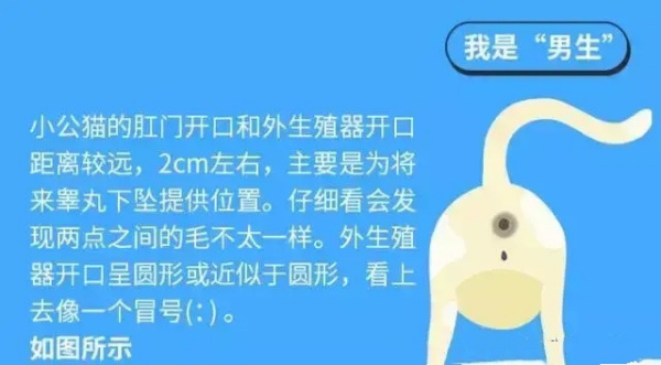 除了蛋蛋,只需 5 招,一眼看出猫咪性别