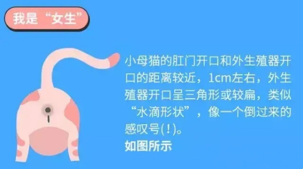 除了蛋蛋,只需 5 招,一眼看出猫咪性别