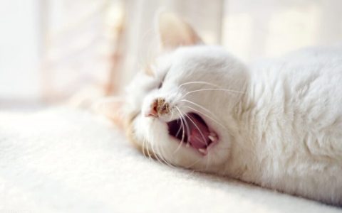 猫只吃猫粮可以吗（只喂猫粮易发猫“尿闭”）