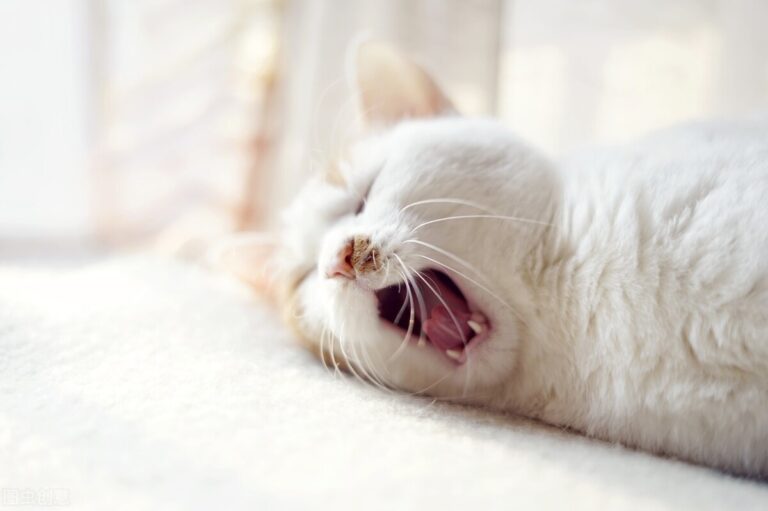养猫,千万不能只喂猫粮,只喂猫粮,会引发猫咪“尿闭”