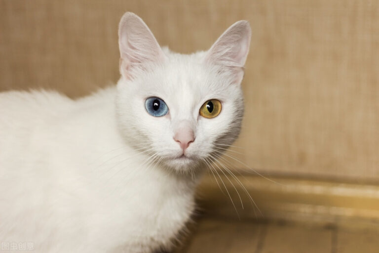 养猫,千万不能只喂猫粮,只喂猫粮,会引发猫咪“尿闭”