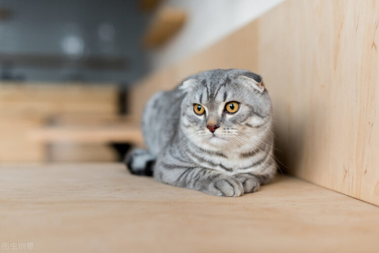 养猫,千万不能只喂猫粮,只喂猫粮,会引发猫咪“尿闭”