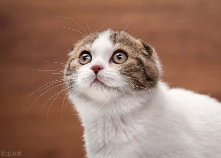 养猫,千万不能只喂猫粮,只喂猫粮,会引发猫咪“尿闭”