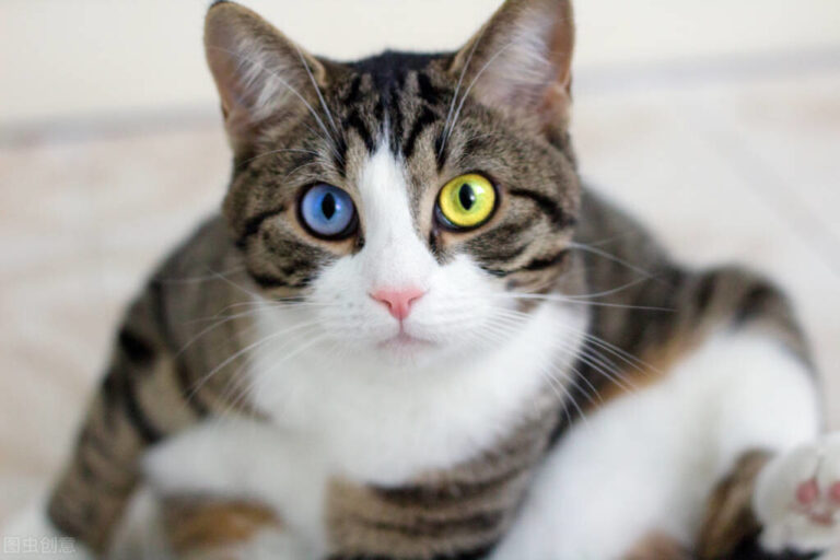 养猫,千万不能只喂猫粮,只喂猫粮,会引发猫咪“尿闭”