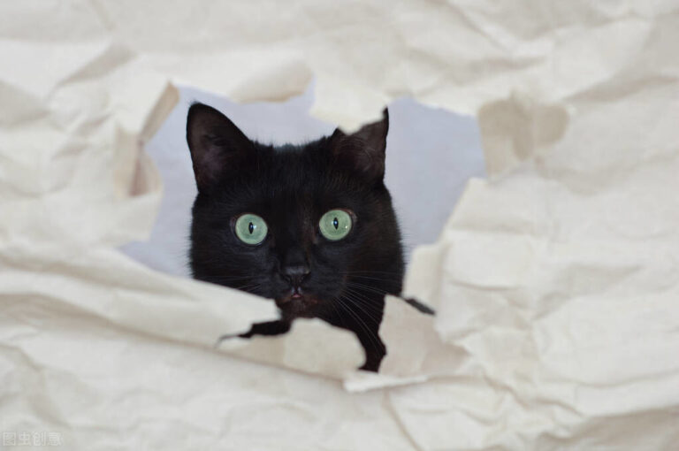 养猫,千万不能只喂猫粮,只喂猫粮,会引发猫咪“尿闭”