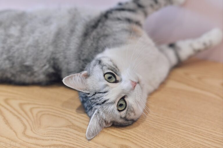养猫,千万不能只喂猫粮,只喂猫粮,会引发猫咪“尿闭”