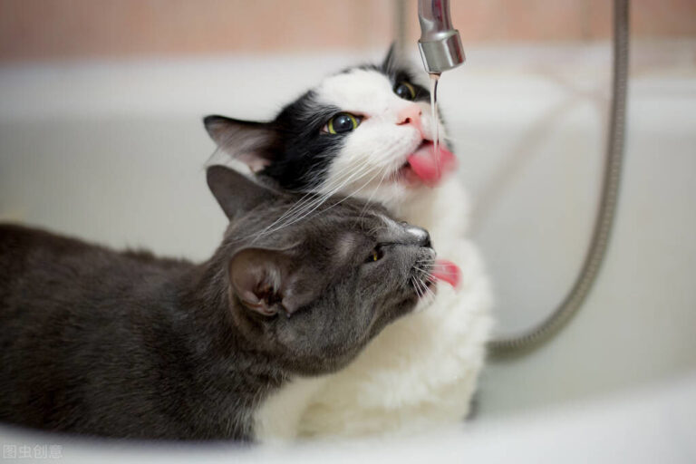 养猫,千万不能只喂猫粮,只喂猫粮,会引发猫咪“尿闭”