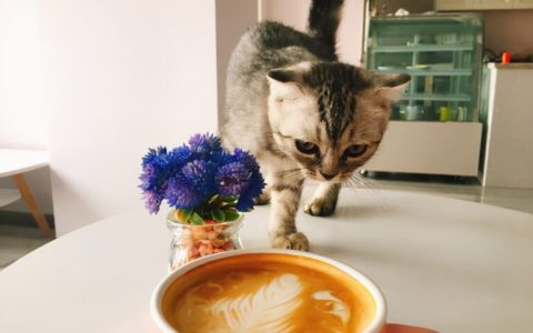 猫怕什么气味一闻就跑（盘点猫咪最讨厌的6种气味）
