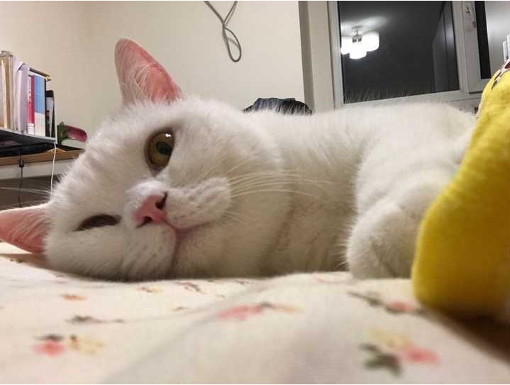 猫晚上一直叫要进卧室怎么办（不让猫进卧室的方法）