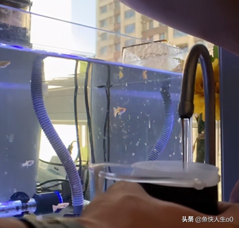 如何自己动手孵化丰年虾,如何收虾及保存,让小鱼吃得新鲜、健康