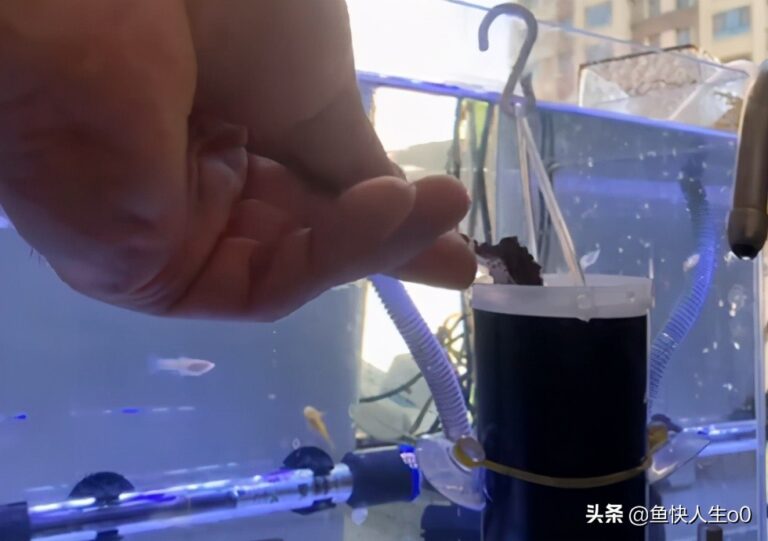 如何自己动手孵化丰年虾,如何收虾及保存,让小鱼吃得新鲜、健康