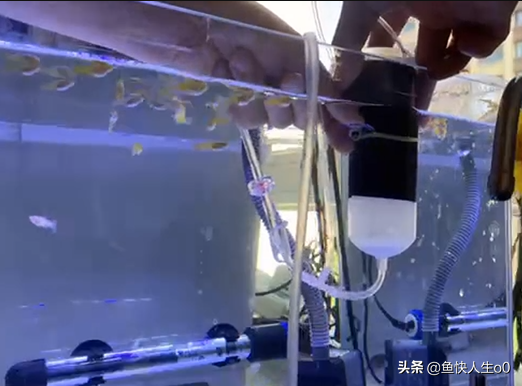 如何自己动手孵化丰年虾,如何收虾及保存,让小鱼吃得新鲜、健康