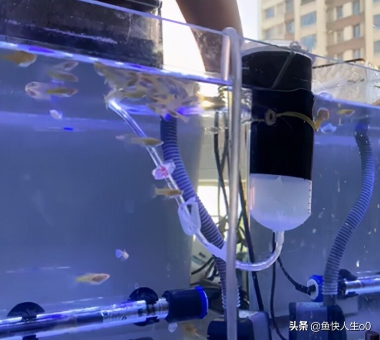 如何自己动手孵化丰年虾,如何收虾及保存,让小鱼吃得新鲜、健康