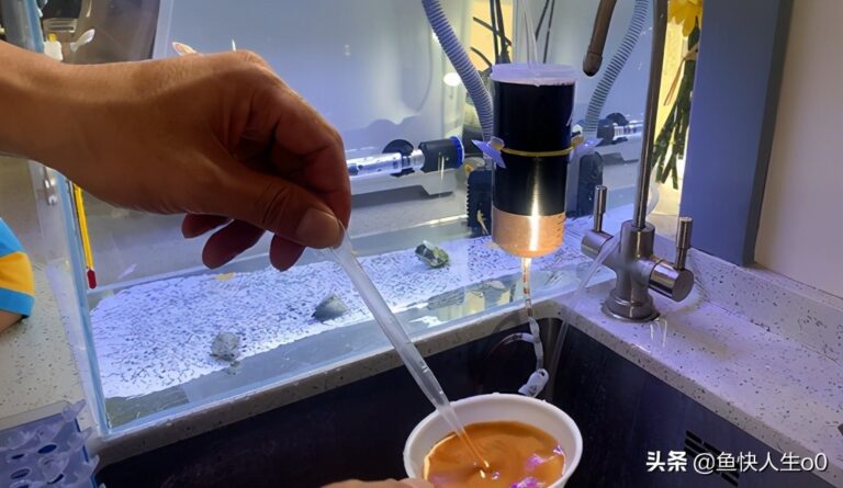 如何自己动手孵化丰年虾,如何收虾及保存,让小鱼吃得新鲜、健康