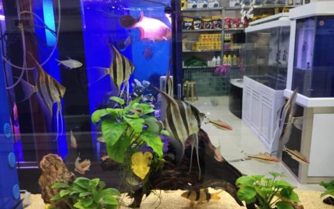 燕鱼怎么繁殖成活率高（燕鱼的正确繁殖方法）