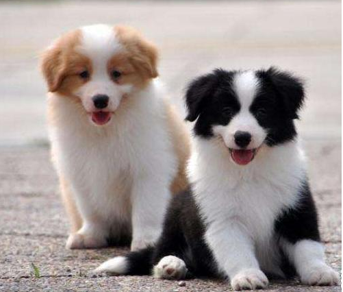 边境牧羊犬,“纯种犬”和“串串犬”的6个区别,你清楚了吗?