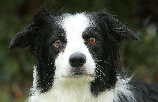 边境牧羊犬,“纯种犬”和“串串犬”的6个区别,你清楚了吗?