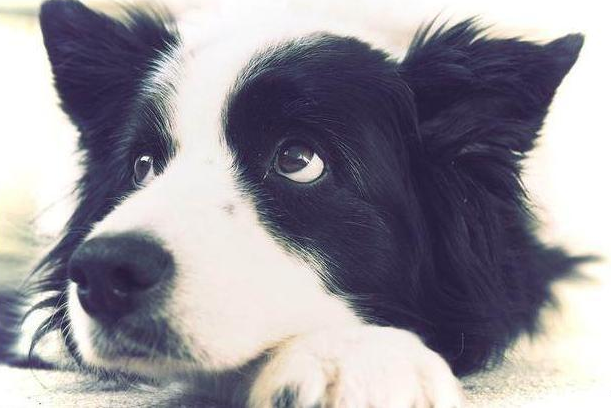 边境牧羊犬,“纯种犬”和“串串犬”的6个区别,你清楚了吗?