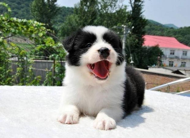 边境牧羊犬,“纯种犬”和“串串犬”的6个区别,你清楚了吗?