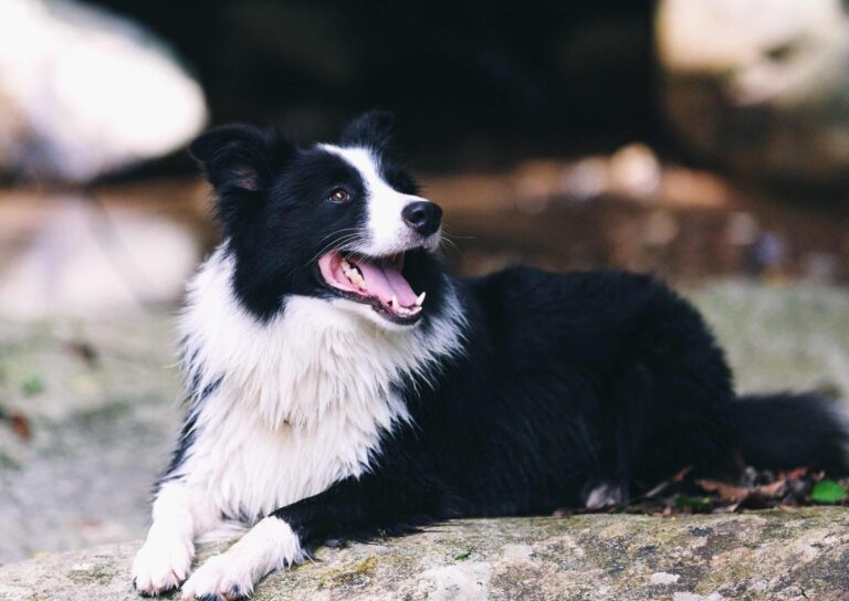 边境牧羊犬,“纯种犬”和“串串犬”的6个区别,你清楚了吗?