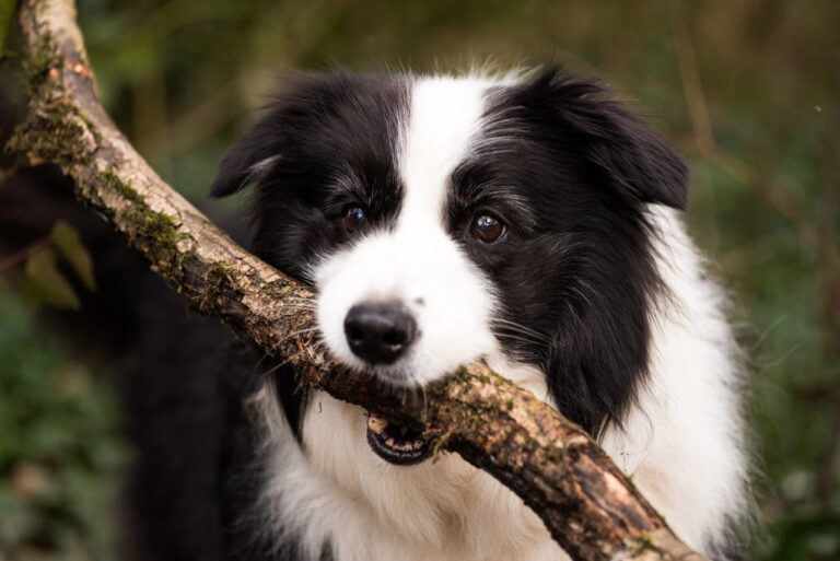 边境牧羊犬,“纯种犬”和“串串犬”的6个区别,你清楚了吗?
