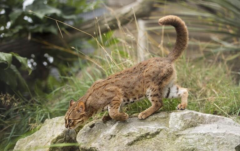 锈斑豹猫、锈斑猫(猫科猫亚科豹猫属动物)