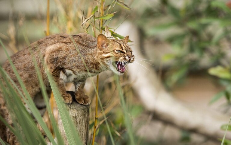 锈斑豹猫、锈斑猫(猫科猫亚科豹猫属动物)