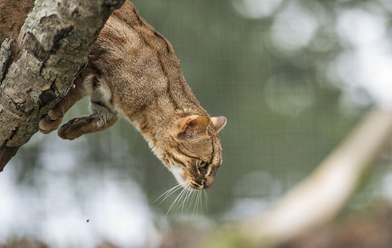 锈斑豹猫、锈斑猫(猫科猫亚科豹猫属动物)