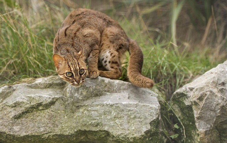 锈斑豹猫、锈斑猫(猫科猫亚科豹猫属动物)