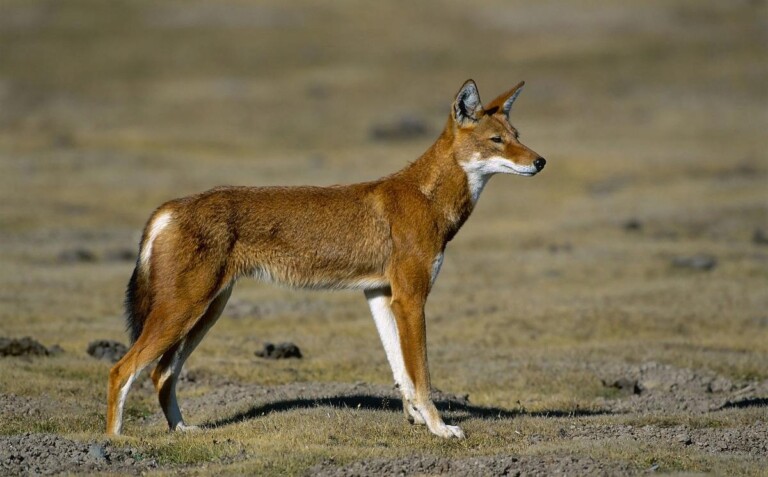 埃塞俄比亚狼、西门豺（食肉目犬科犬亚科犬属动物）