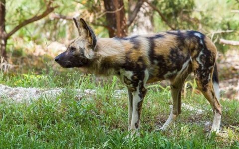 非洲野犬（犬科薮犬亚科非洲野犬属动物）
