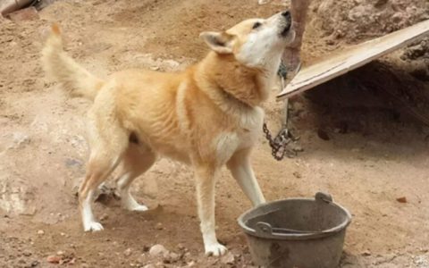 狗晚上为什么朝着一个方向叫，是狗看到了什么东西吗？