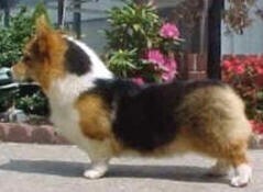 说明: http://fmn.rrfmn.com/fmn055/20110429/1620/b_large_K3mD_2e9c000387eb5c41.jpg
