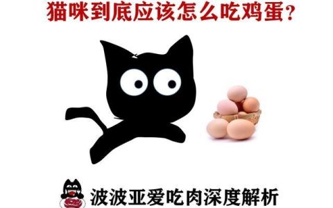 猫能不能吃鸡蛋？鸡蛋食用指南与对猫咪的好处
