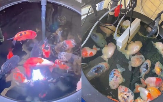 电插排掉进鱼缸 26条兰寿金鱼被煮熟