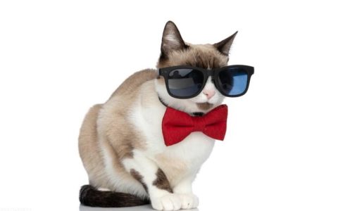 猫鼻支吃阿莫西林可以吗？猫咪呼吸道感染治疗方法