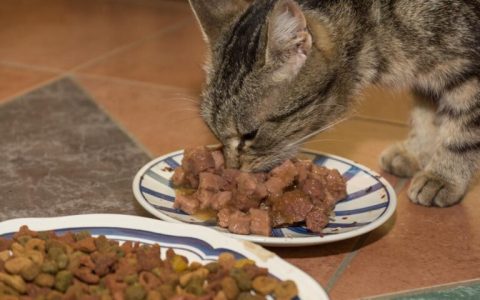 猫罐头多久喂一次？别再乱喂了这些知识你要知道！
