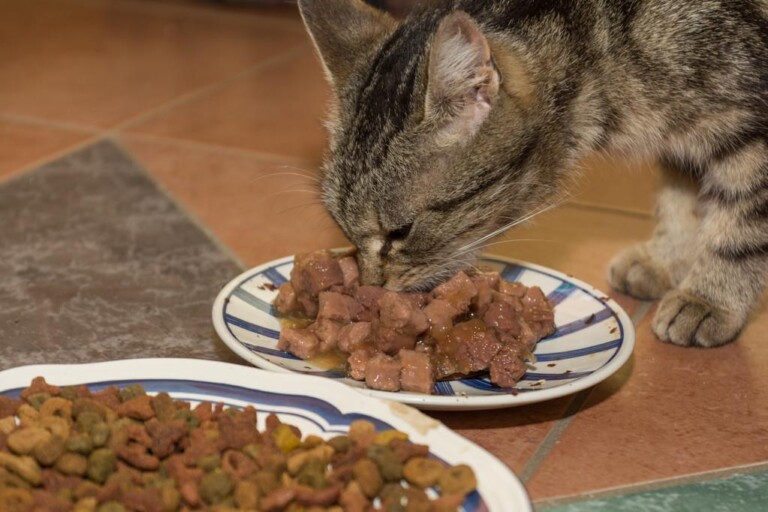 猫罐头多久喂一次?别再乱喂了这些知识你要知道!